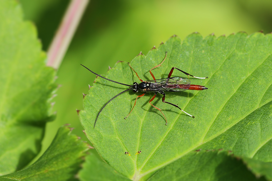 Ichneumonidae indet._1965