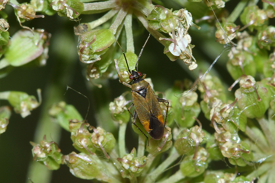 Plagiognathus arbustorum_1997