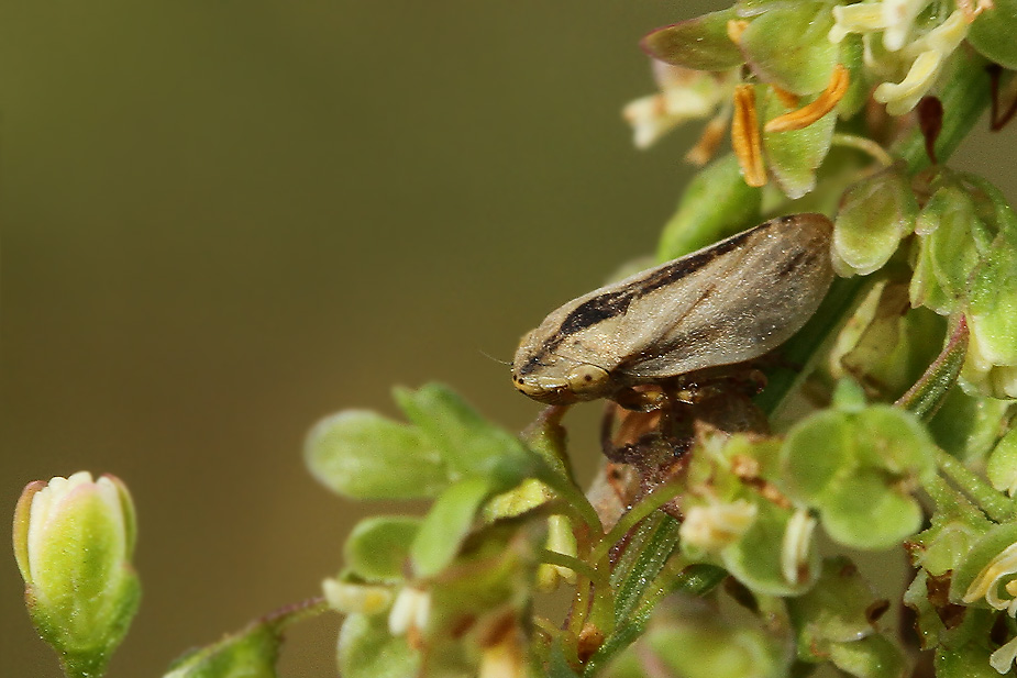 Philaenus spumarius_2011