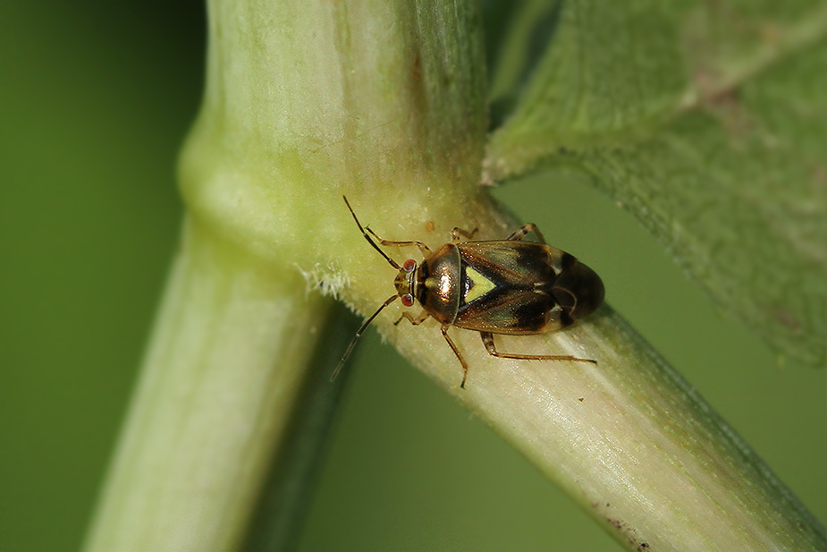 Orthops basalis_2017