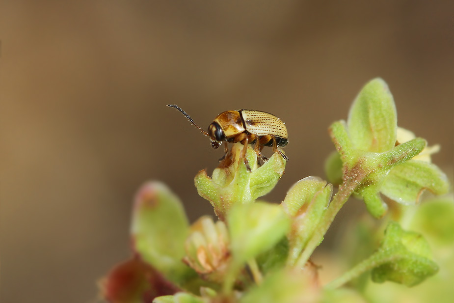 Cryptocephalus fulvus_2043