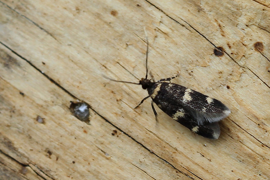 Oegoconia deauratella_2078