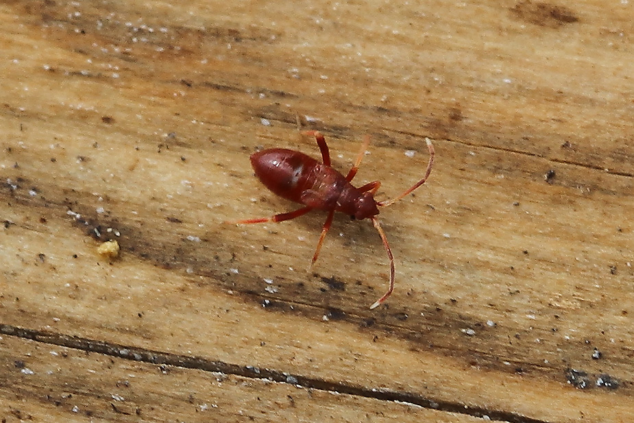 Hallodapus rufescens_2097