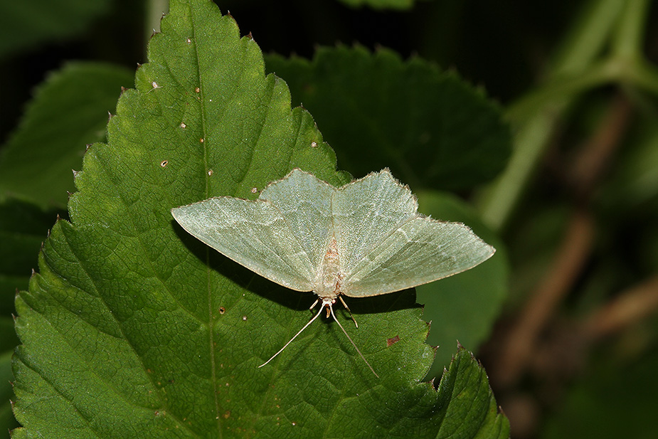 Hemithea aestivaria_2116