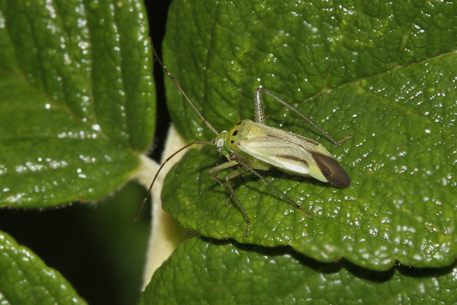 Adelphocoris quadripunctatus_2138