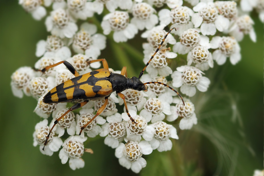 Rutpela maculata_2147