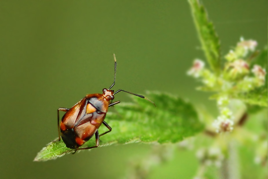 Deraeocoris ruber_2186