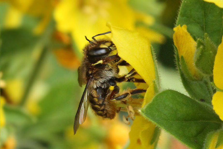 Anthidium manicatum_2187