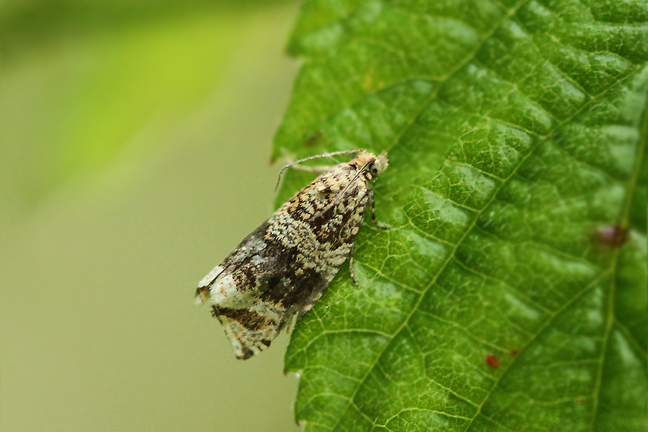 Celypha lacunana_2194