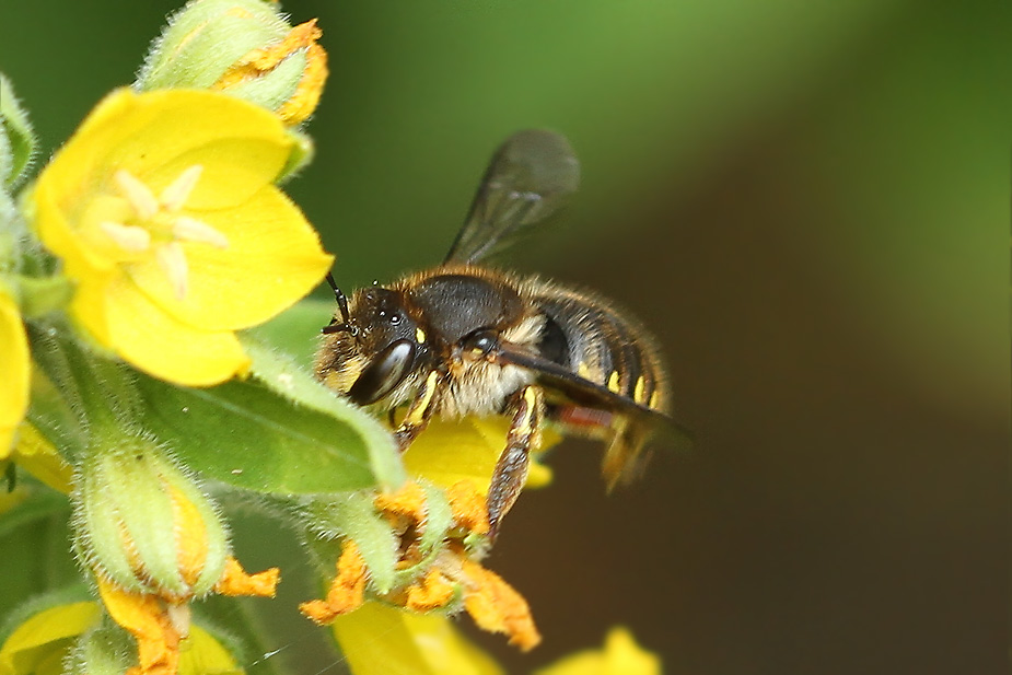 Anthidium manicatum_2200