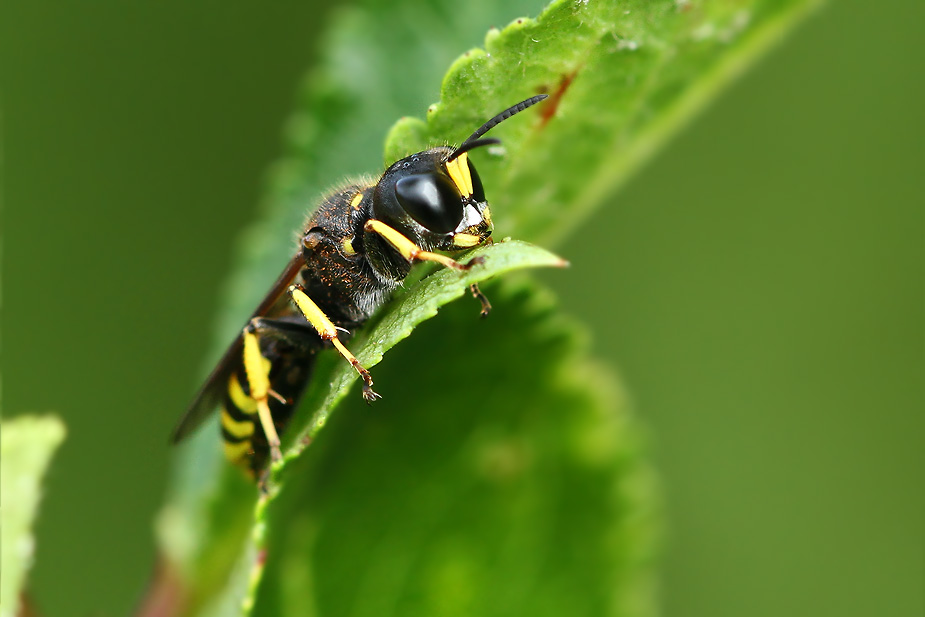 Mellinus arvensis_2243