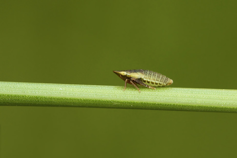 Aphrodes makarovi_2284