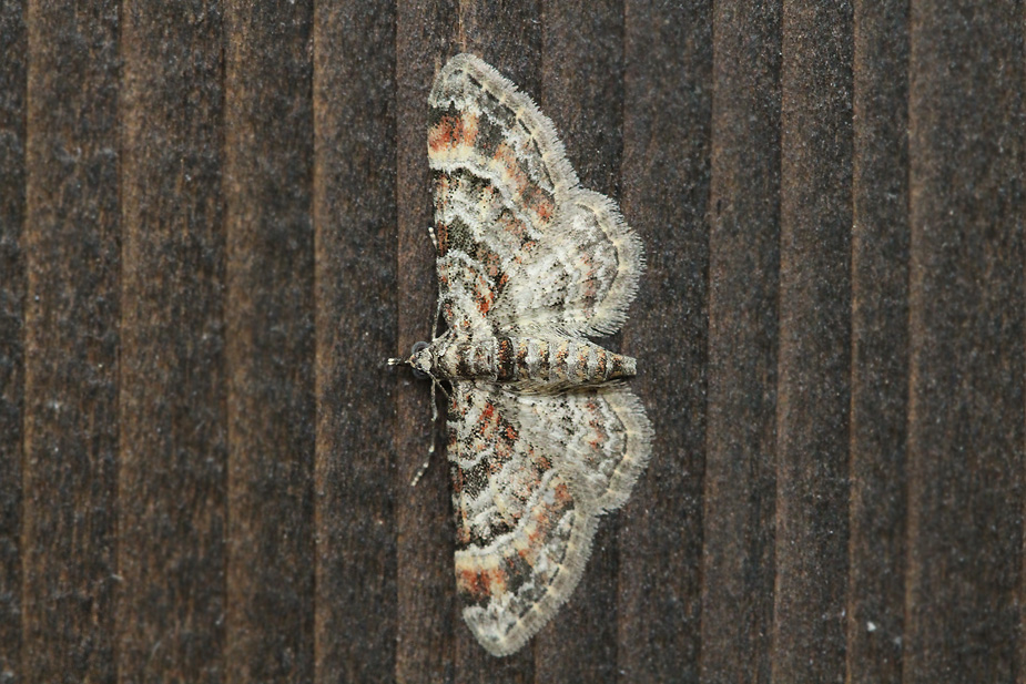 Gymnoscelis rufifasciata_2296