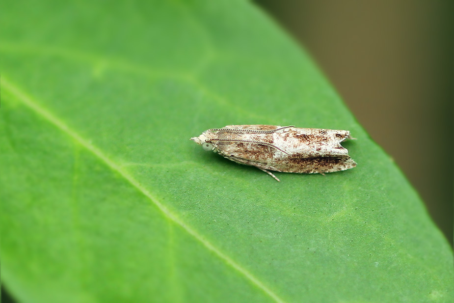 Rhopobota naevana_2307