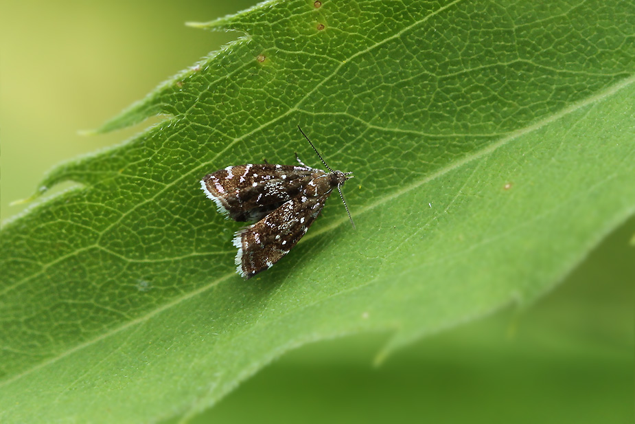 Prochoreutis sehestediana_2311