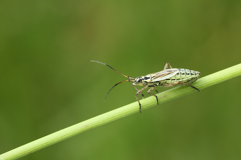 Leptopterna dolabrata_2312