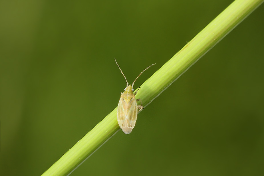 Amblytylus nasutus_2341