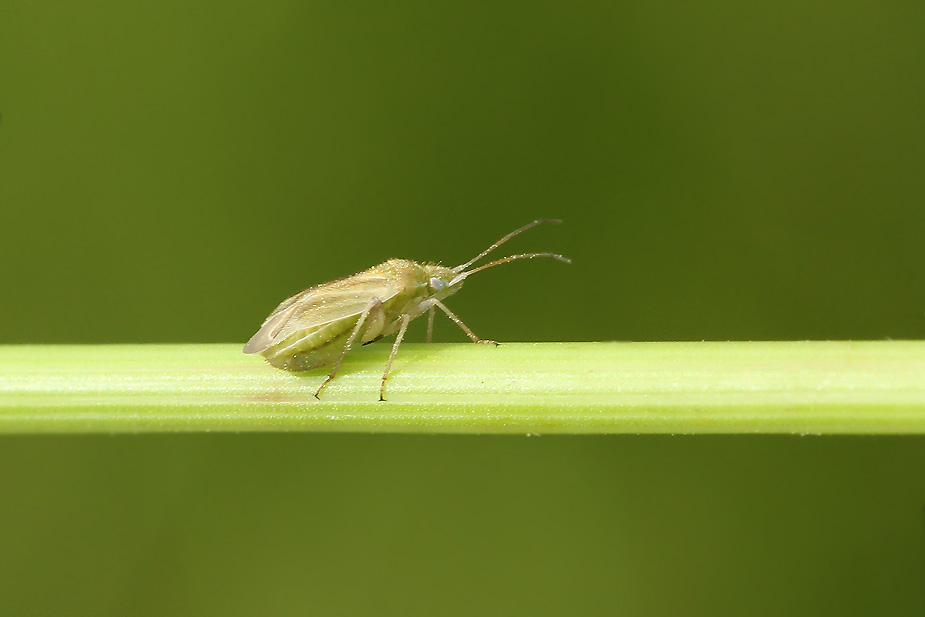 Amblytylus nasutus_2351
