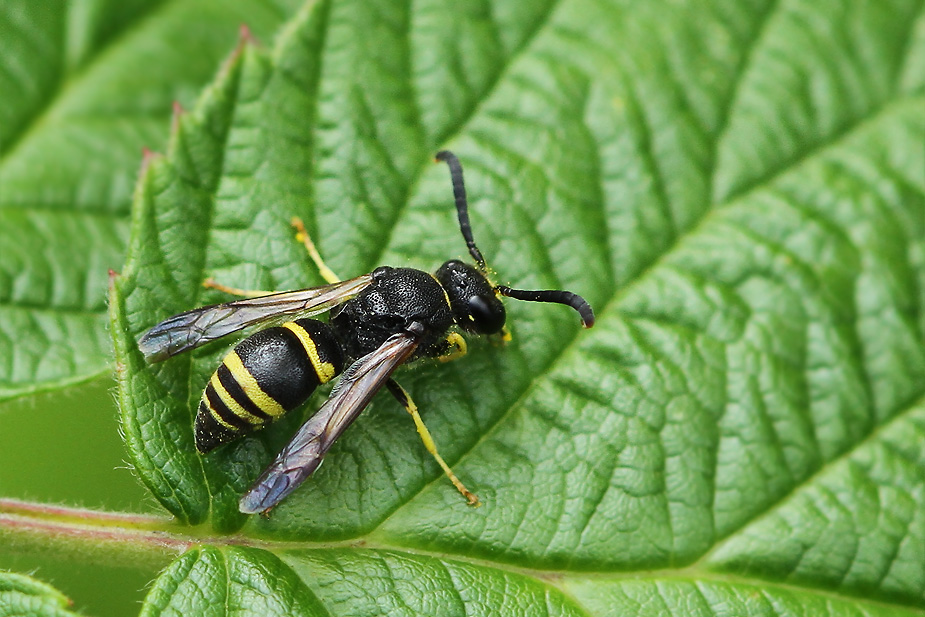 Ancistrocerus sp._2363