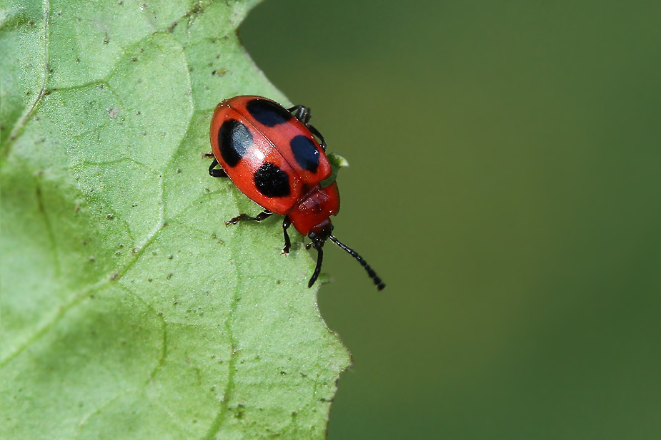 Endomychus coccineus_2406