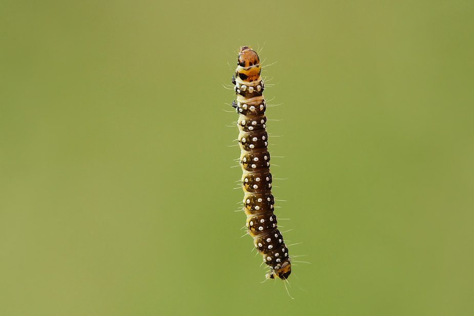 Aphelia paleana_2416