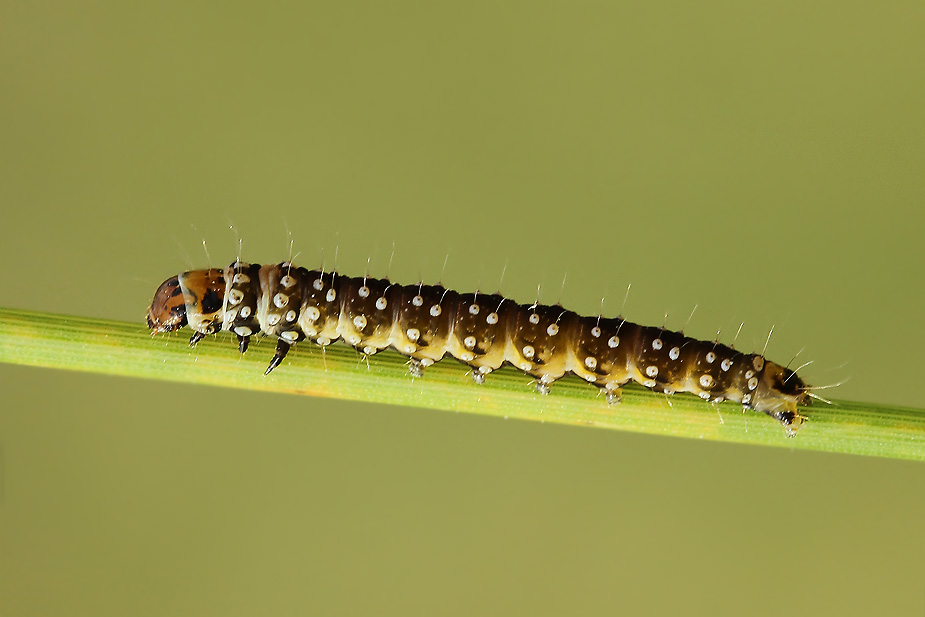 Aphelia paleana_2429