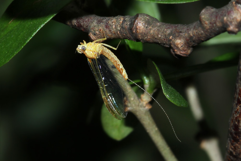 Ephemeroptera sp._2445