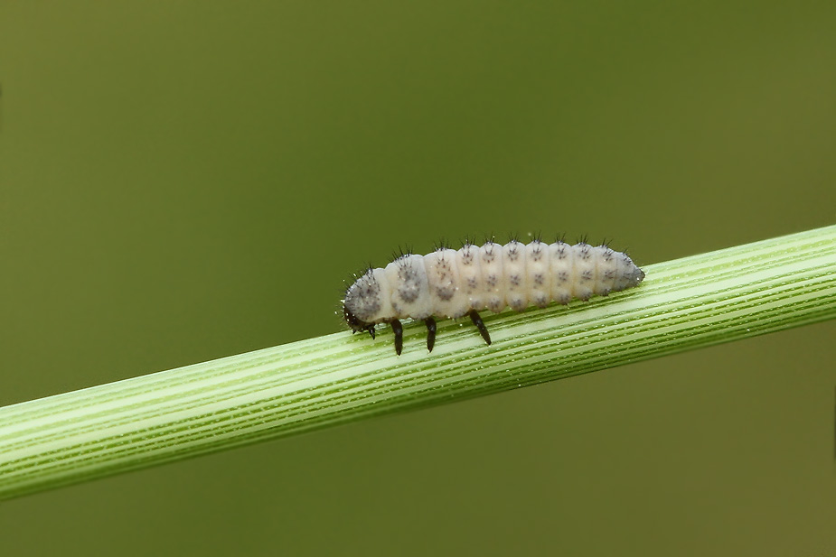 Anisosticta novemdecimpunctata_2451