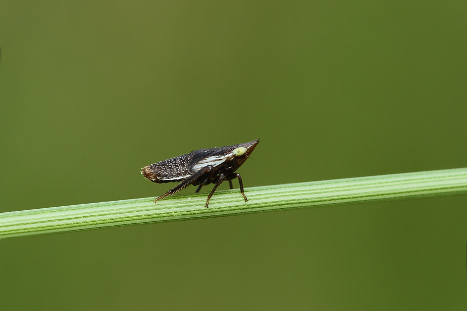 Aphrodes makarovi_2493