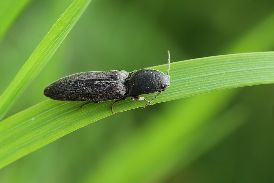 Athous haemorrhoidalis_2509