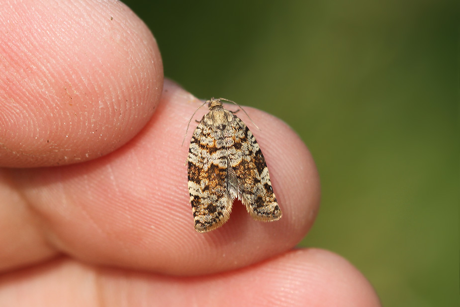 Dichelia histrionana_2529