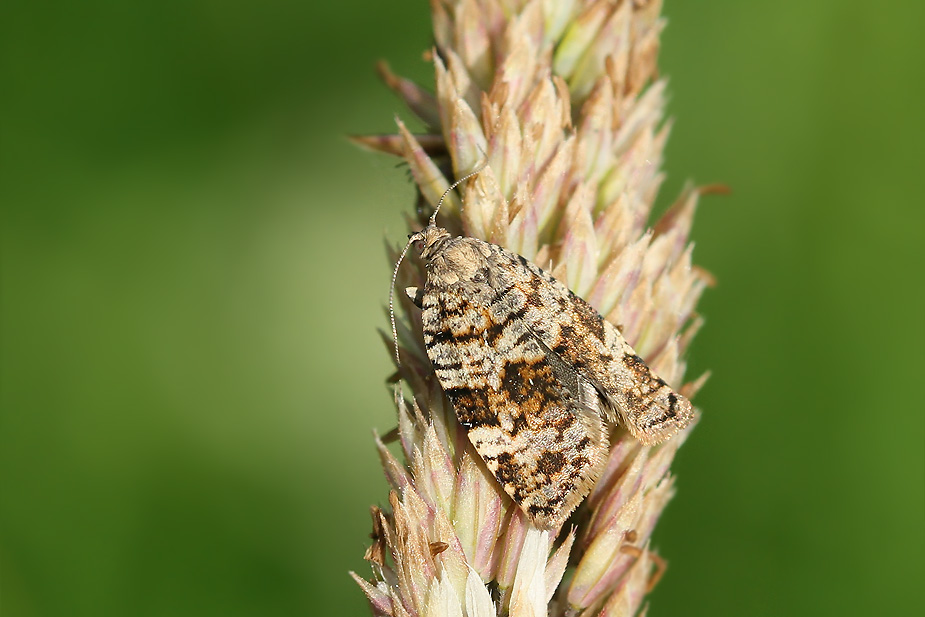 Dichelia histrionana_2532