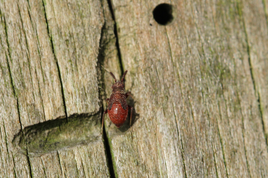 Atractotomus mali_2612