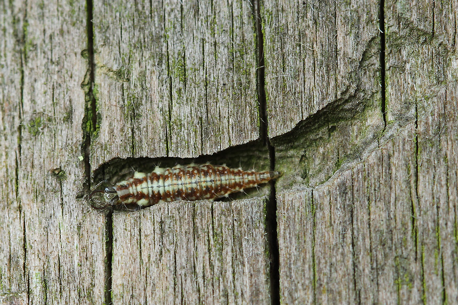 Chrysopidae indet._2628