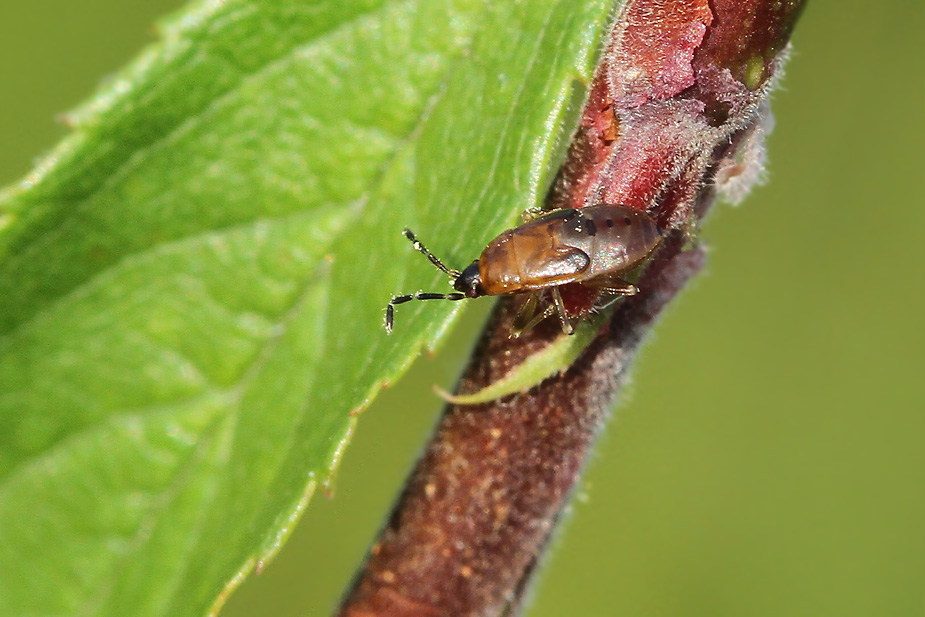 Drymus sylvaticus_2681