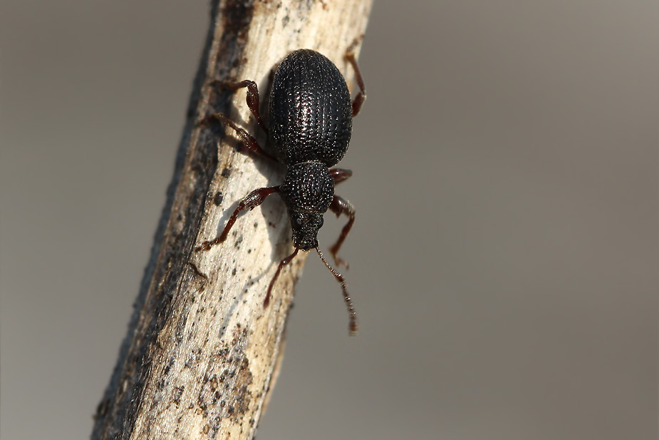 Otiorhynchus ovatus_2759