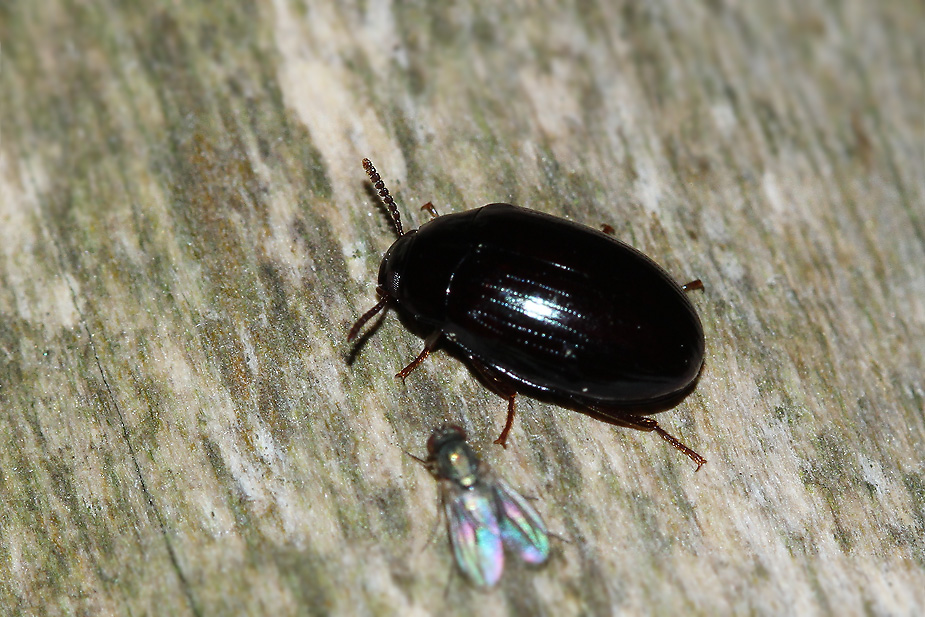 Platydema violacea_2816