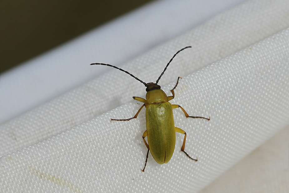 Cteniopus sulphureus_2858