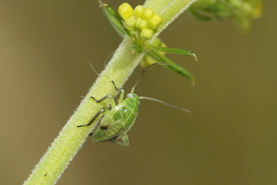 Closterotomus norwegicus_2885