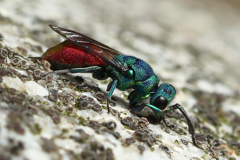 Chrysis sp._3047