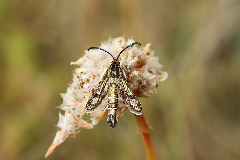 Pyropteron muscaeformis_3113
