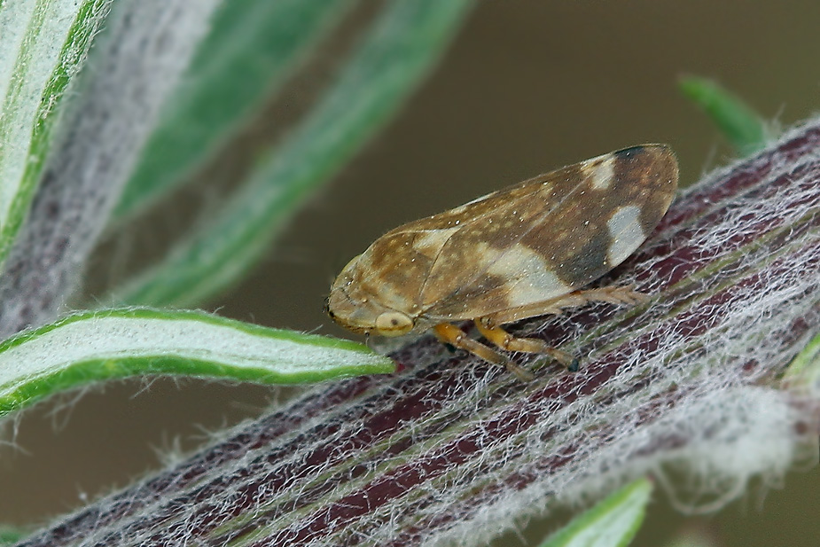 Aphrophora alni_3131