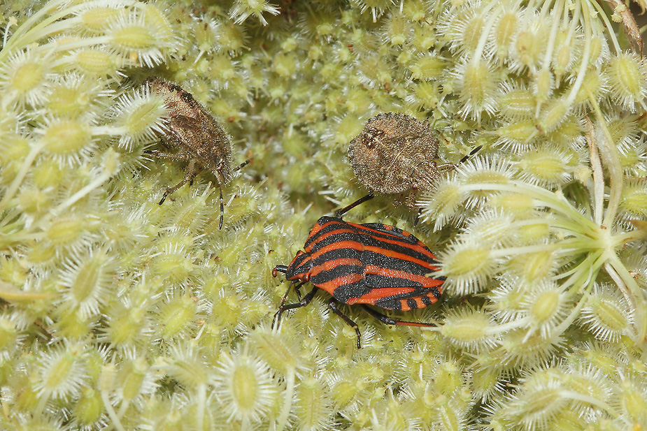 Dolycoris baccarum_3161