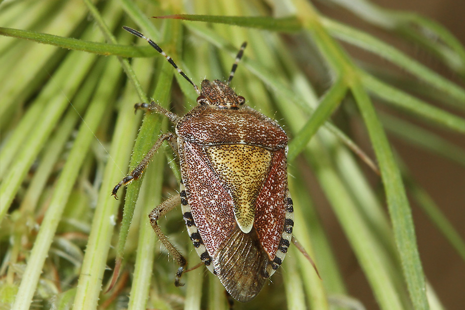 Dolycoris baccarum_3163