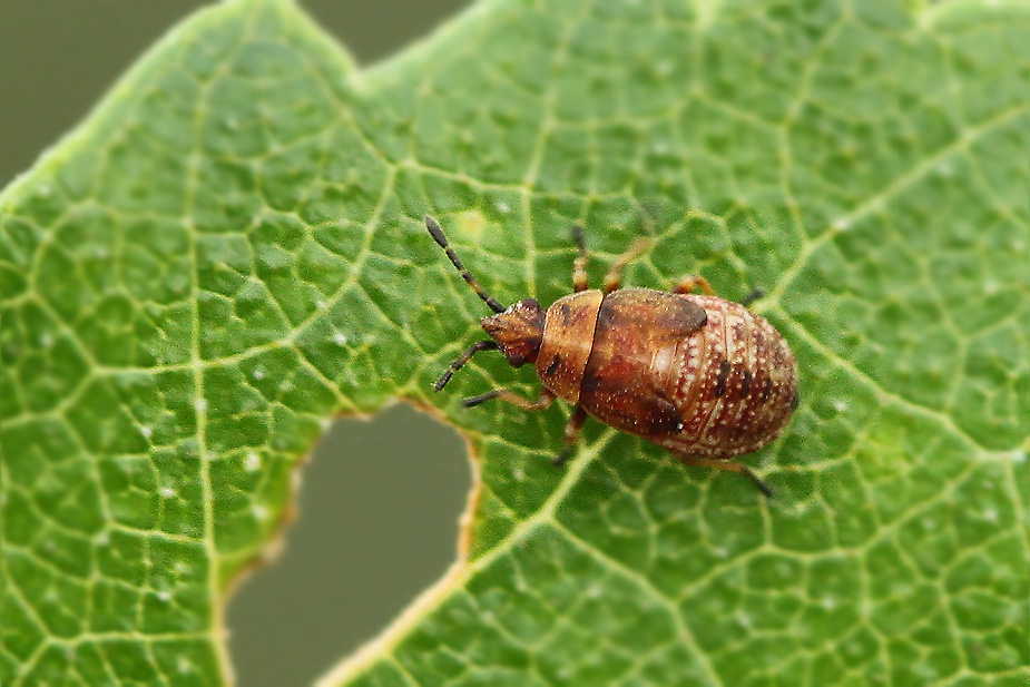 Kleidocerys resedae_3207