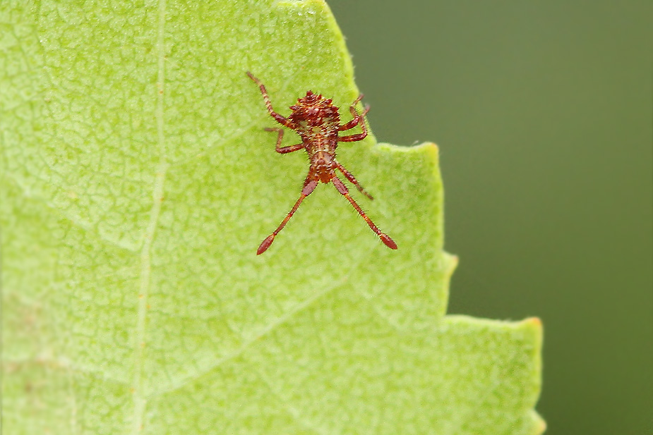Coreus marginatus_3214