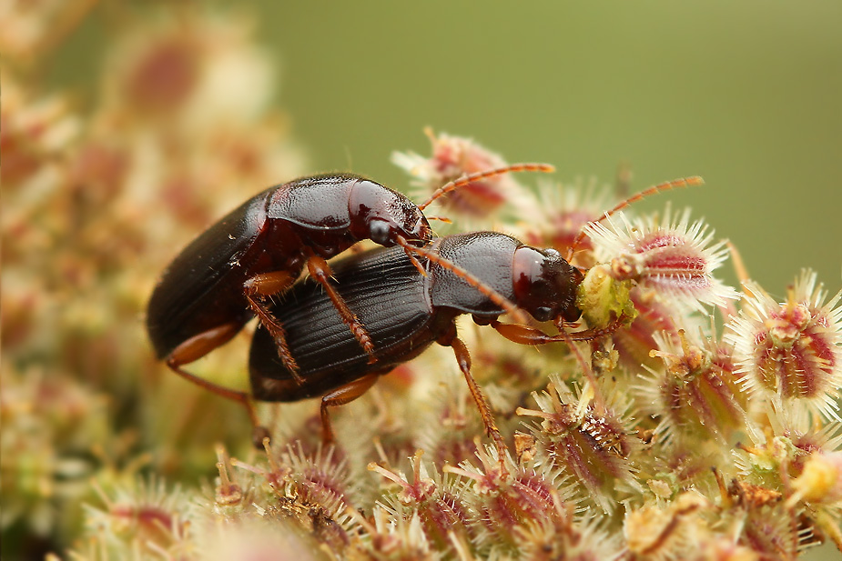 Ophonus puncticeps_3247