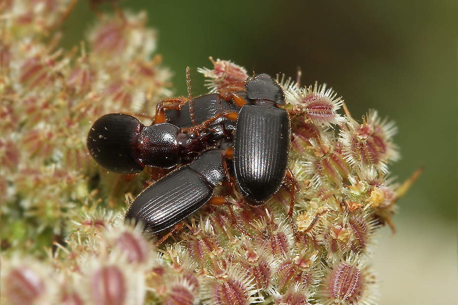 Ophonus puncticeps_3254