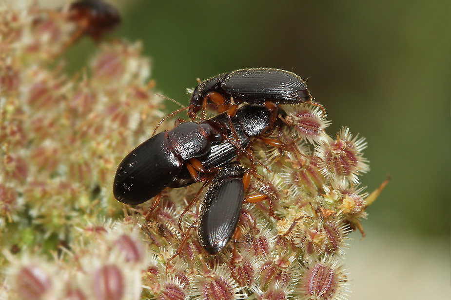 Ophonus puncticeps_3259