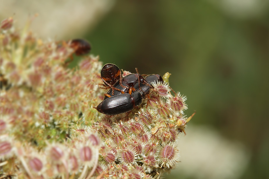Ophonus puncticeps_3264